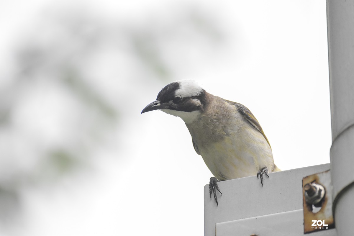 再打几个白头翁试试