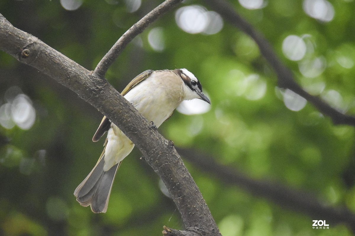 再打几个白头翁试试
