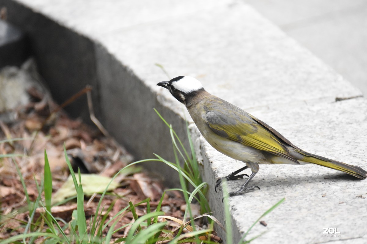 再打几个白头翁试试