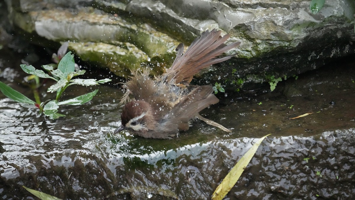 索尼A1旗舰相机 ----- 5010万高清级像素丶高速度鸟类追踪丶高画质的体验