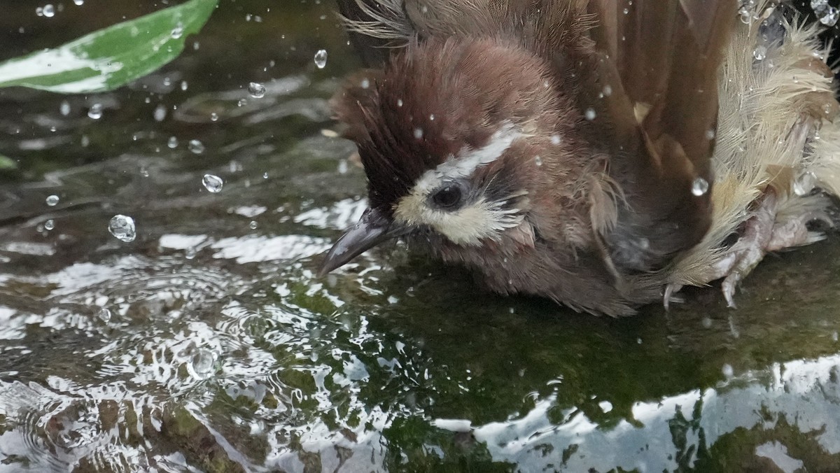 索尼A1旗舰相机 ----- 5010万高清级像素丶高速度鸟类追踪丶高画质的体验