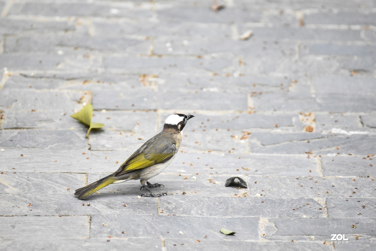 再打几个白头翁试试