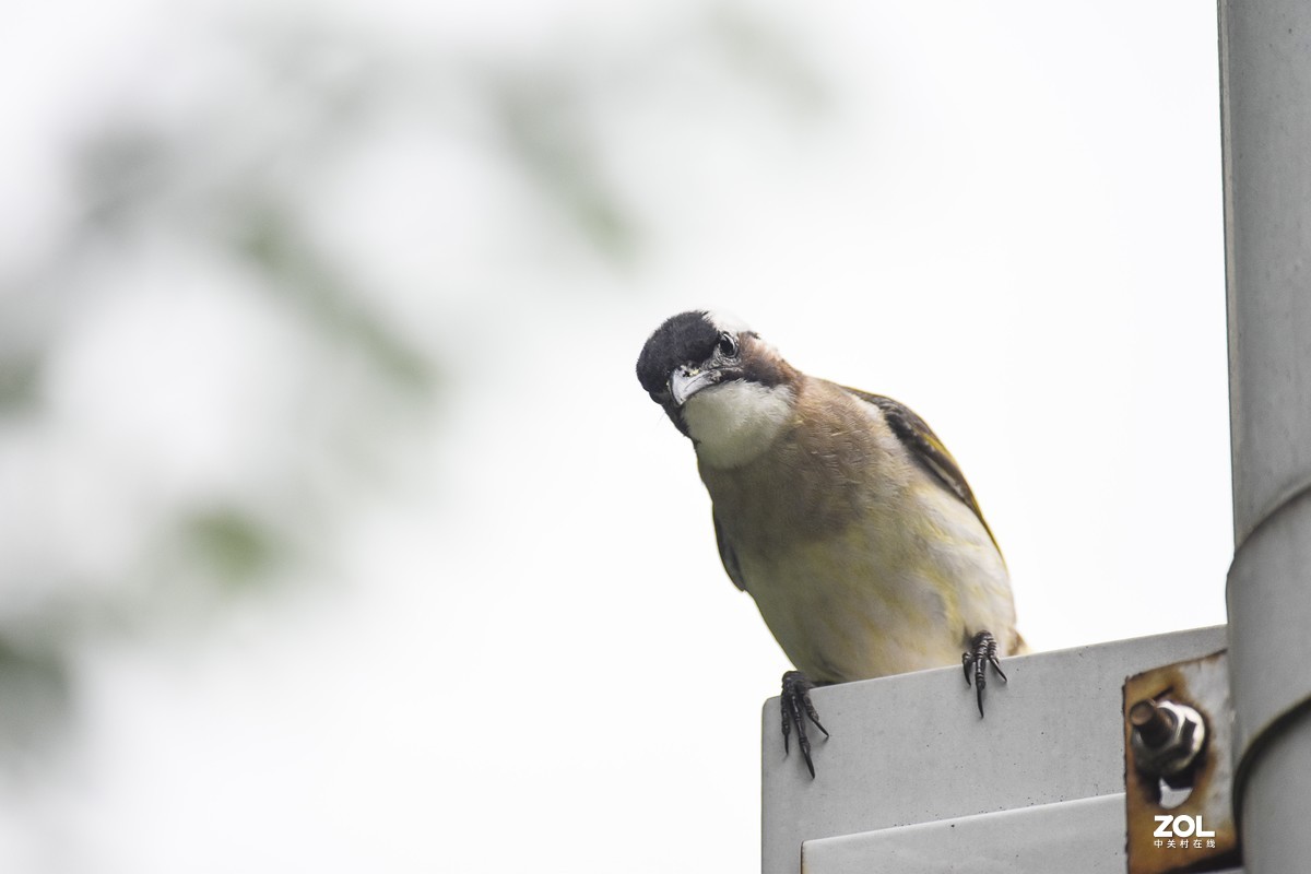 再打几个白头翁试试