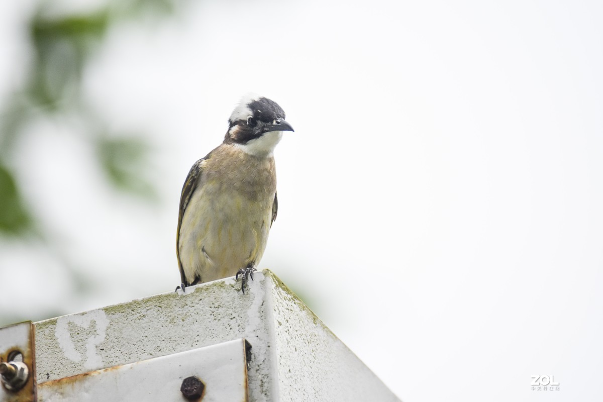 再打几个白头翁试试
