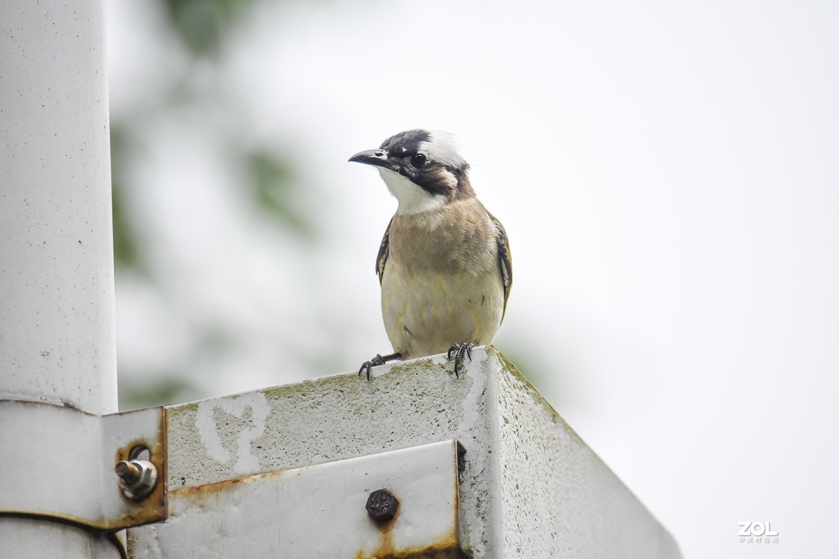 再打几个白头翁试试