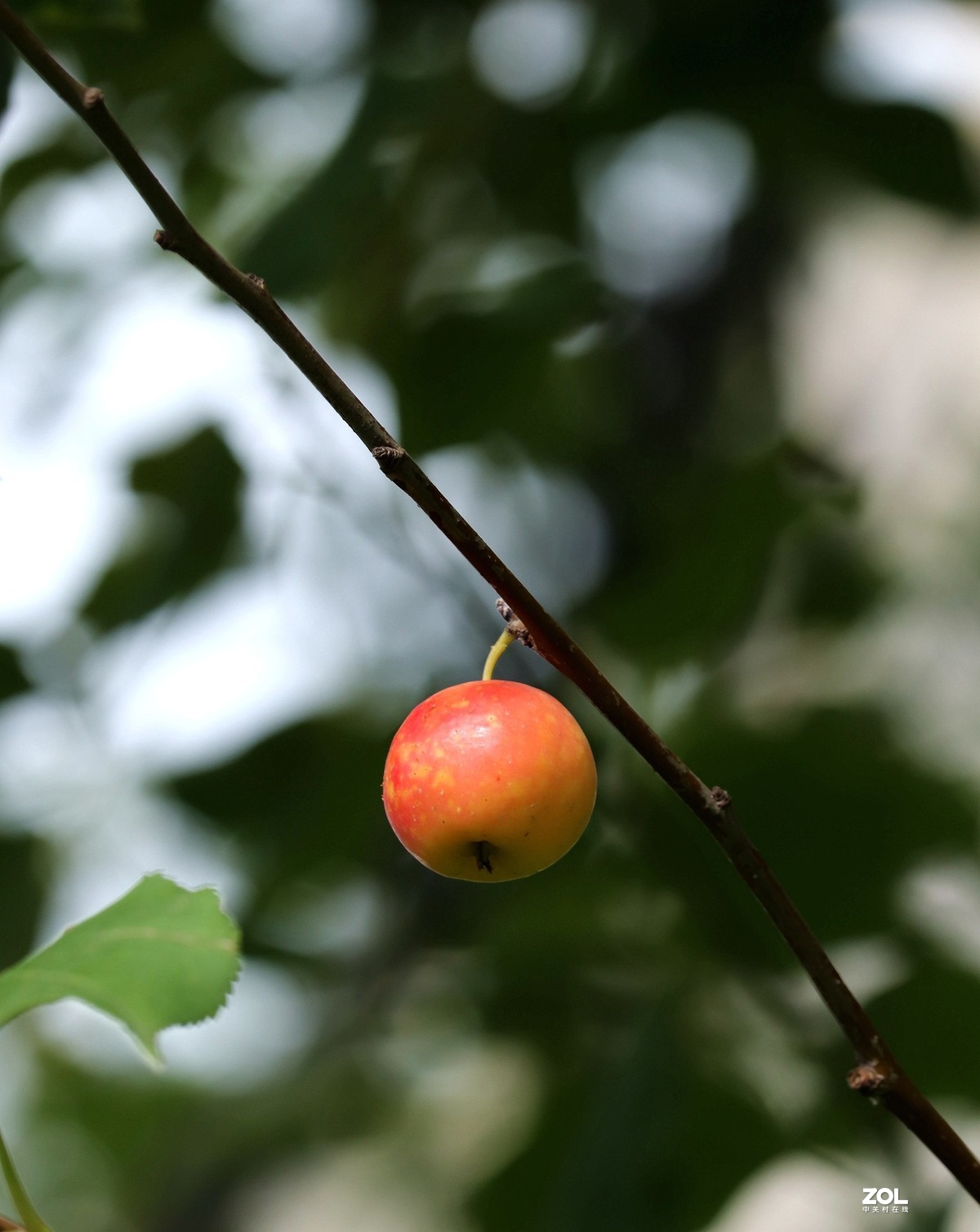 秋果初熟挂枝头