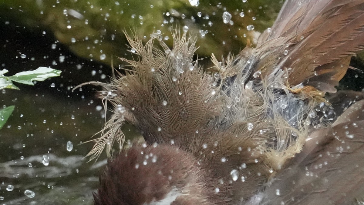 索尼A1旗舰相机 ----- 5010万高清级像素丶高速度鸟类追踪丶高画质的体验