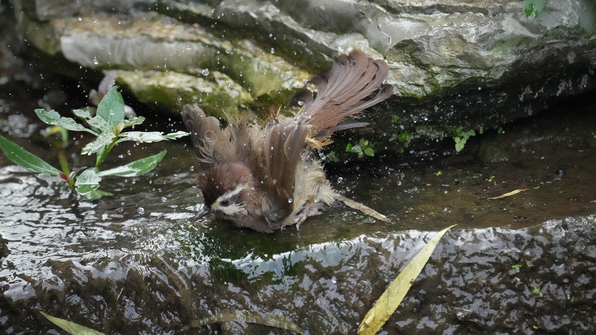 索尼A1旗舰相机 ----- 5010万高清级像素丶高速度鸟类追踪丶高画质的体验