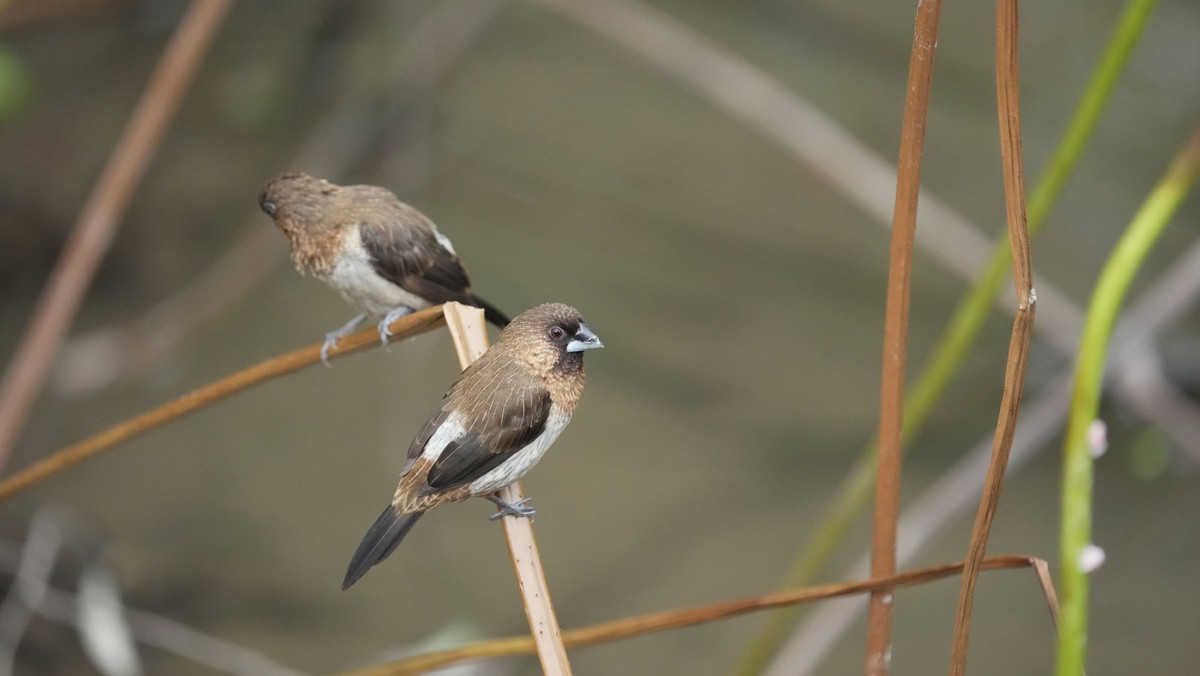 索尼A1旗舰相机 ----- 5010万高清级像素丶高速度鸟类追踪丶高画质的体验