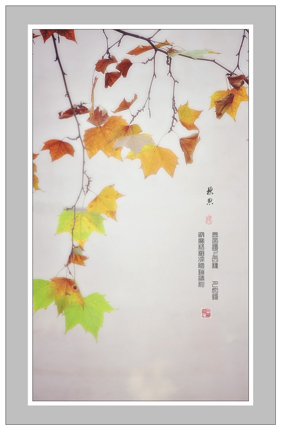 秋思之梧桐