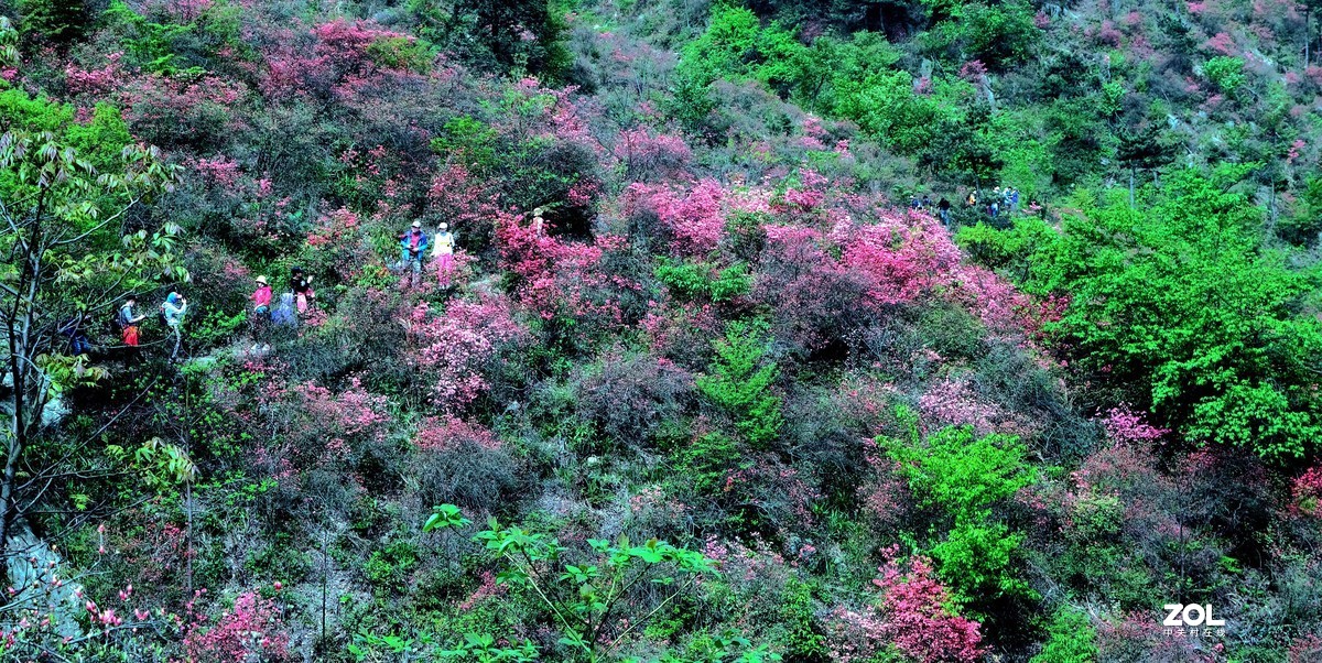 通山大幕山杜鹃花图片图片