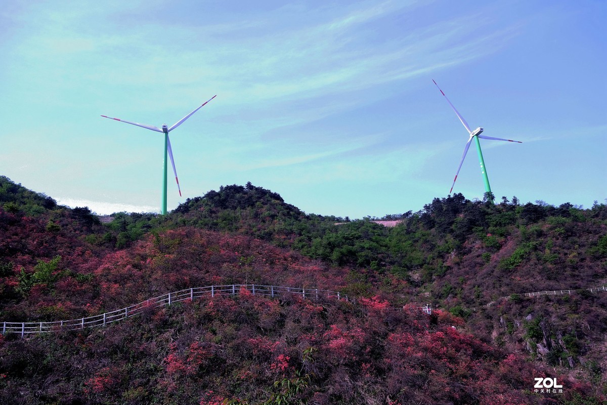 通山大幕山杜鹃花地址图片