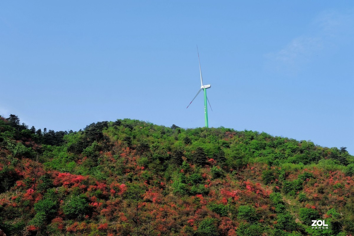 通山大幕山杜鹃花地址图片