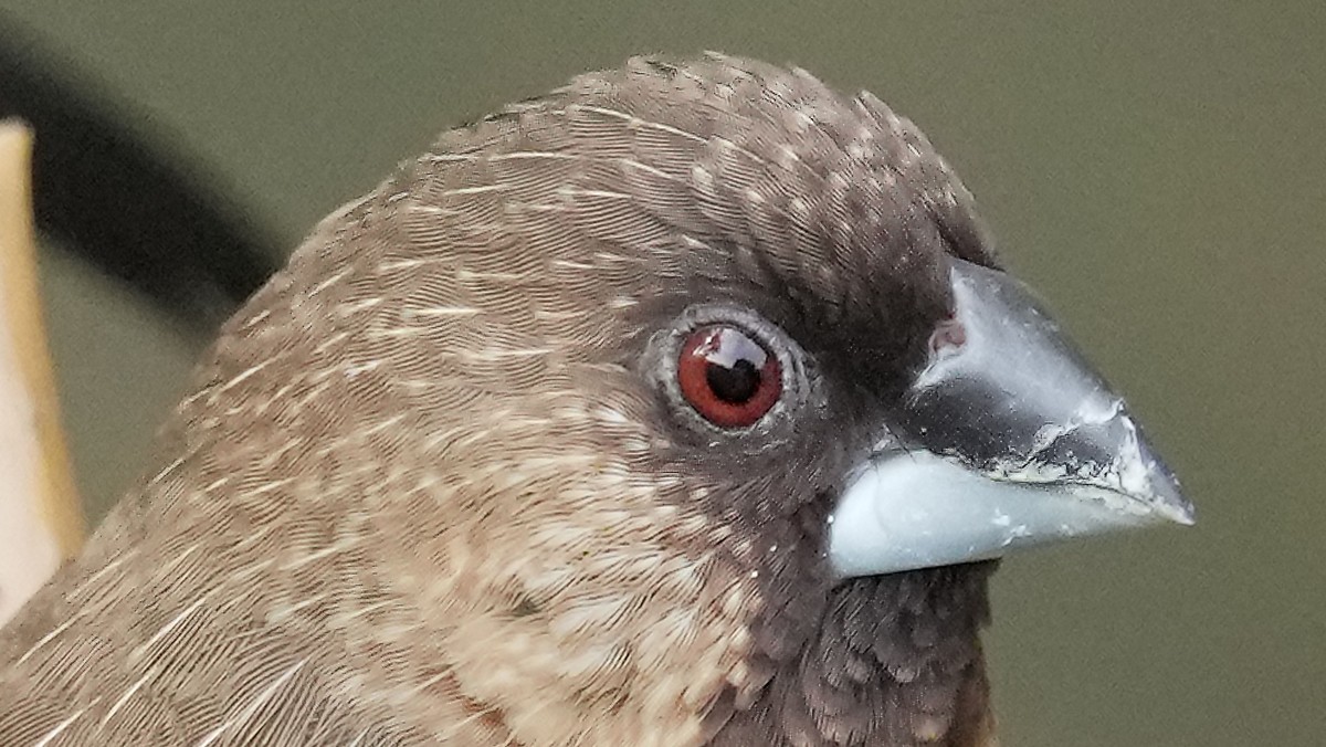 索尼A1旗舰相机 ----- 5010万高清级像素丶高速度鸟类追踪丶高画质的体验