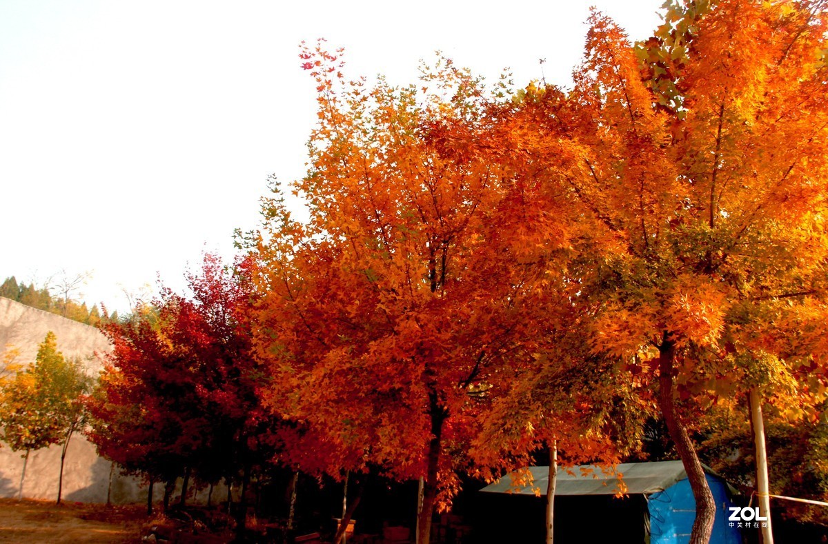 遊森林公園賞秋天紅葉3