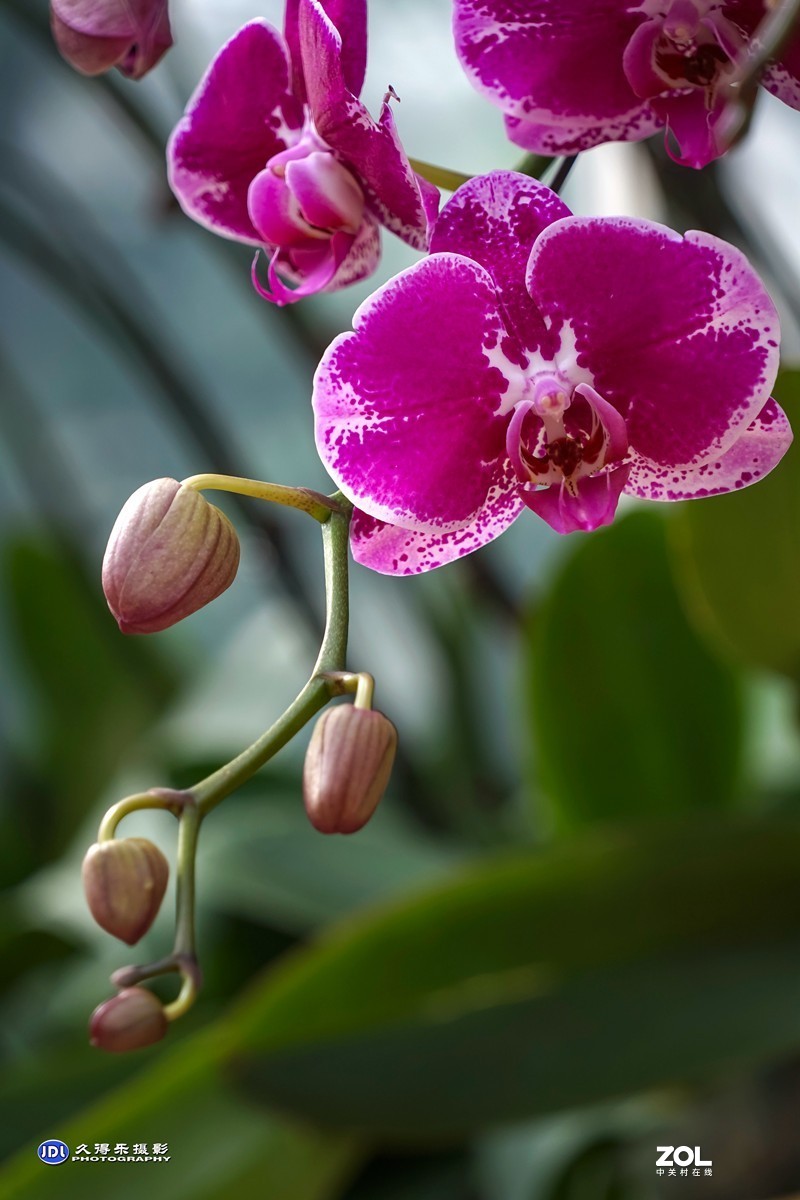 携一组《蝴蝶兰花》祝索尼A7RIII星空(中国)摄友和版主新年快乐！
