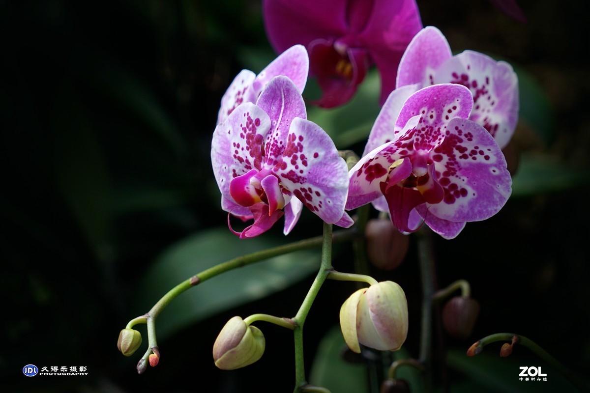 携一组《蝴蝶兰花》祝索尼A7RIII星空(中国)摄友和版主新年快乐！