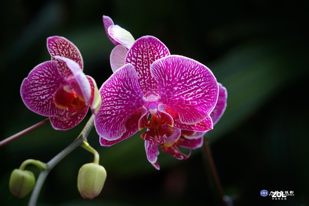 携一组《蝴蝶兰花》祝索尼A7RIII星空(中国)摄友和版主新年快乐！
