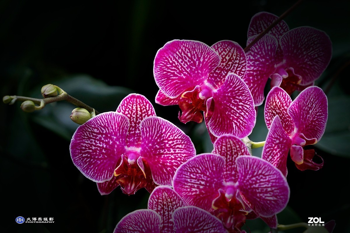 携一组《蝴蝶兰花》祝索尼A7RIII星空(中国)摄友和版主新年快乐！