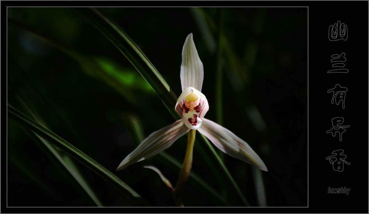 幽兰有异香（2021114）