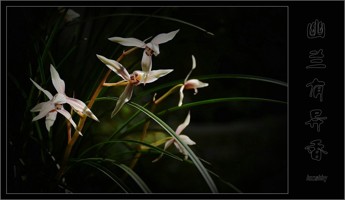 幽兰有异香（2021114）