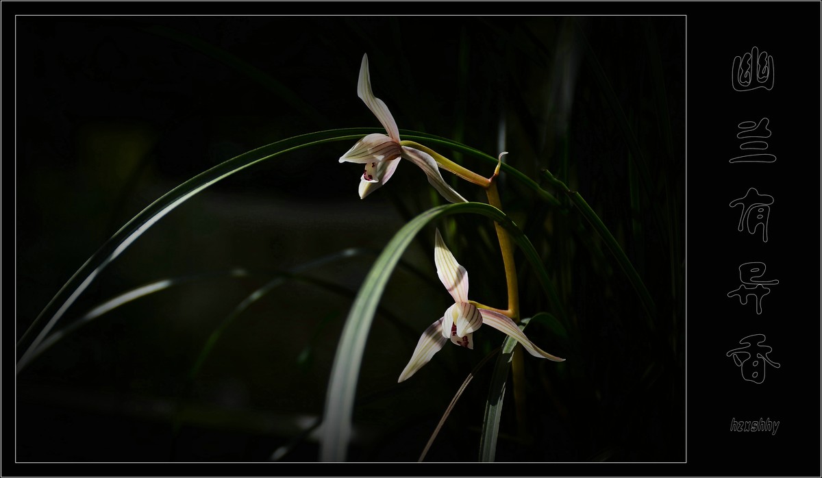 幽兰有异香（2021114）