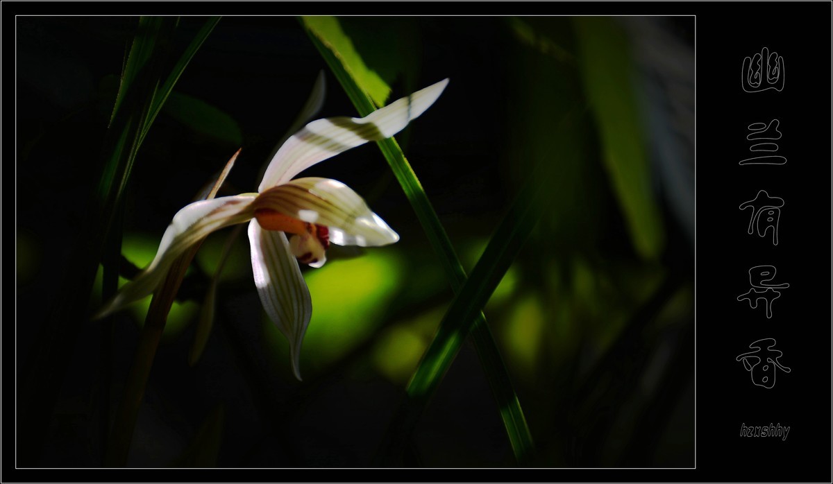 幽兰有异香（2021114）