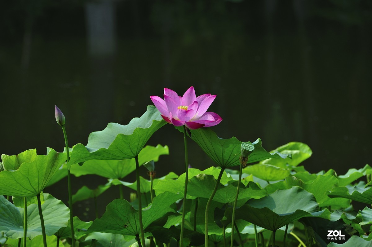 荷风送香气，竹露滴清响。