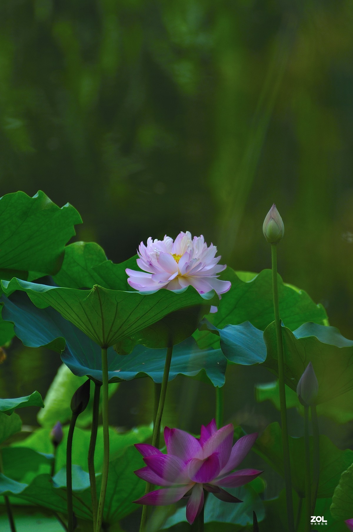 荷风送香气，竹露滴清响。