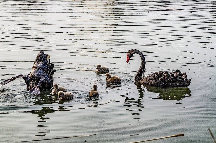 其乐融融一家子 黑天鹅