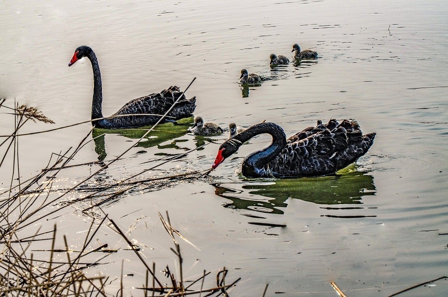 其乐融融一家子 黑天鹅