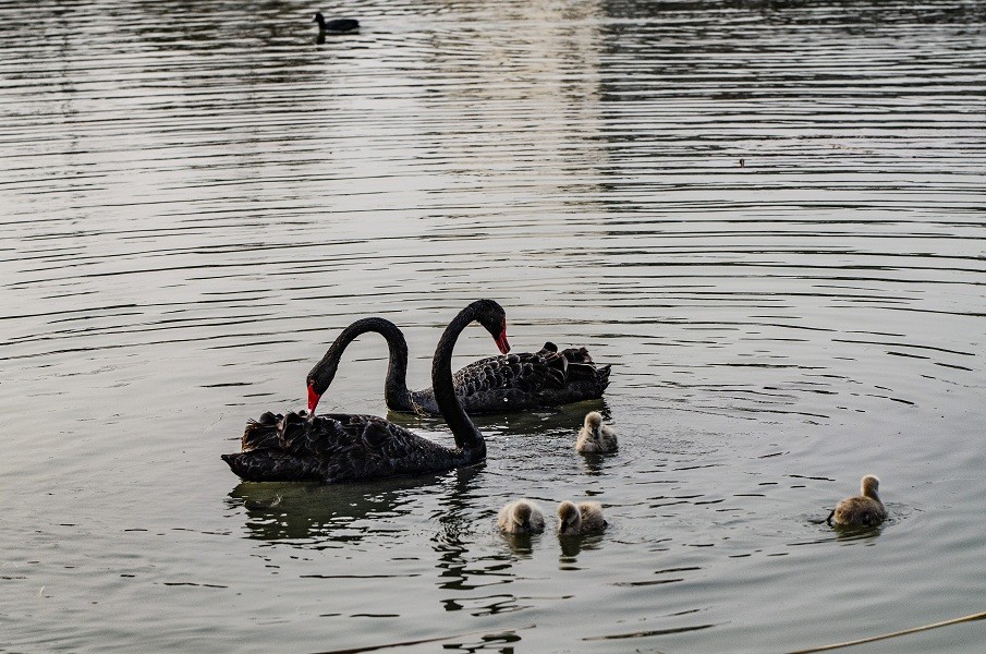 其乐融融一家子 黑天鹅