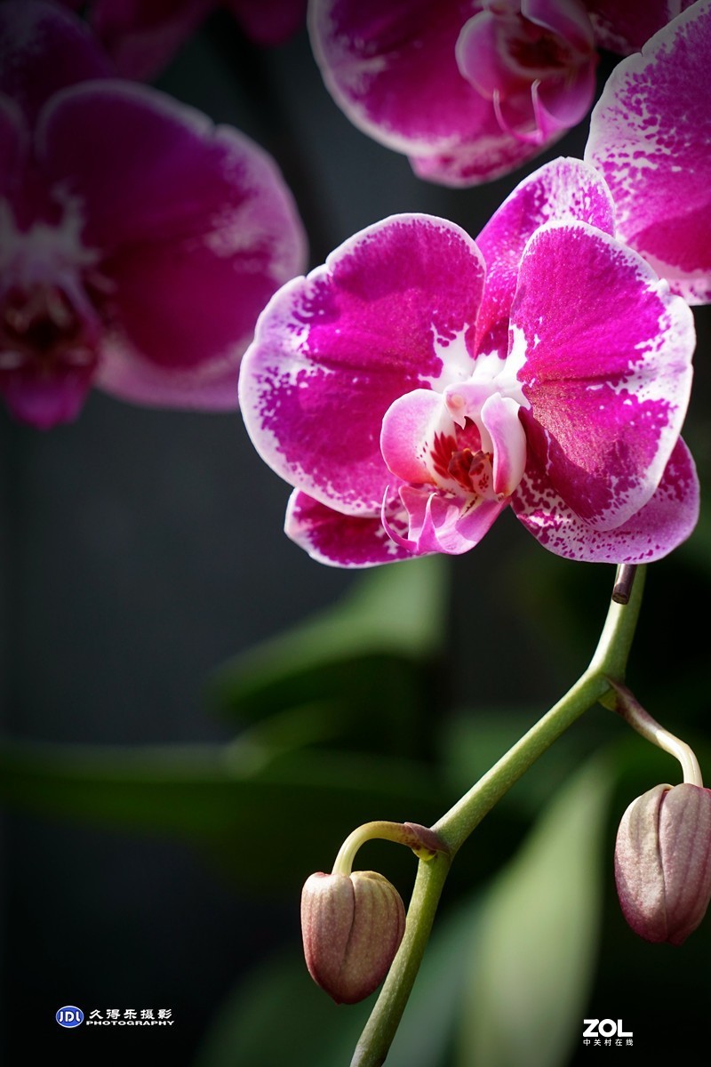 携一组《蝴蝶兰花》祝索尼A7RIII星空(中国)摄友和版主新年快乐！