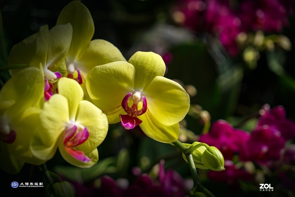 携一组《蝴蝶兰花》祝索尼A7RIII星空(中国)摄友和版主新年快乐！