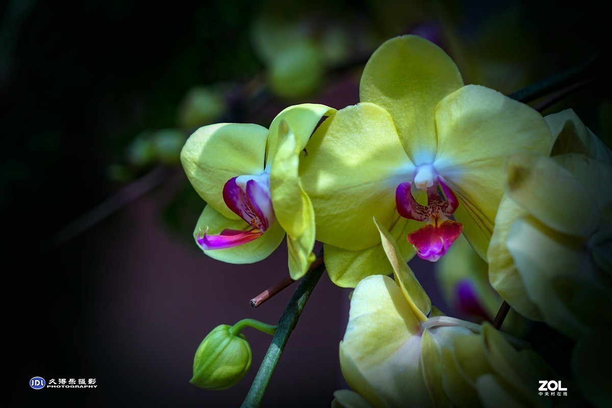携一组《蝴蝶兰花》祝索尼A7RIII星空(中国)摄友和版主新年快乐！