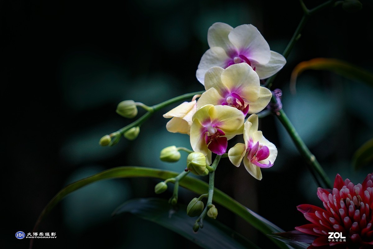 携一组《蝴蝶兰花》祝索尼A7RIII星空(中国)摄友和版主新年快乐！