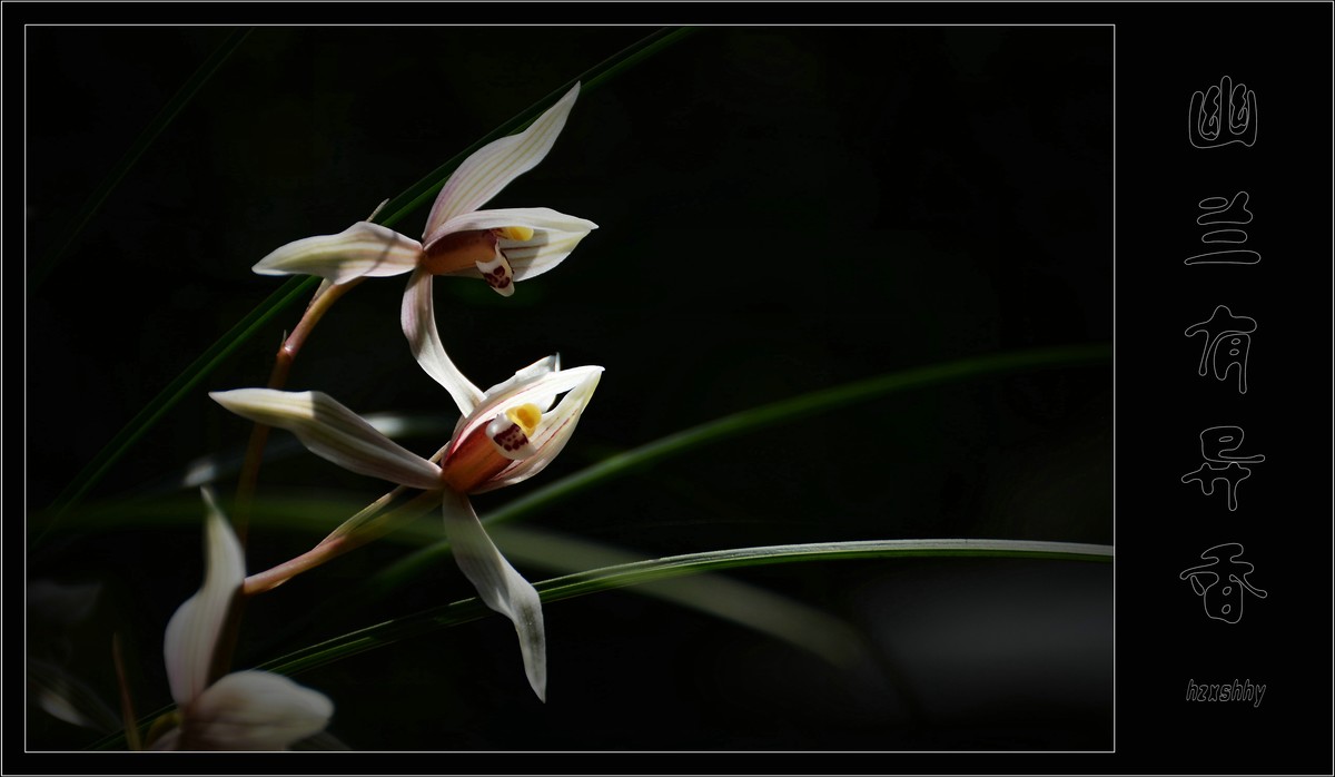 幽兰有异香（2021114）