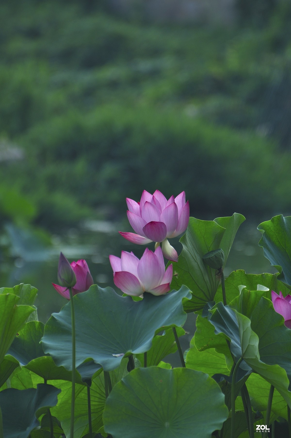 荷风送香气，竹露滴清响。