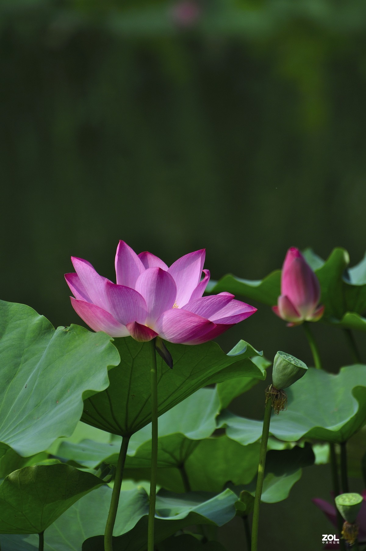 荷风送香气，竹露滴清响。