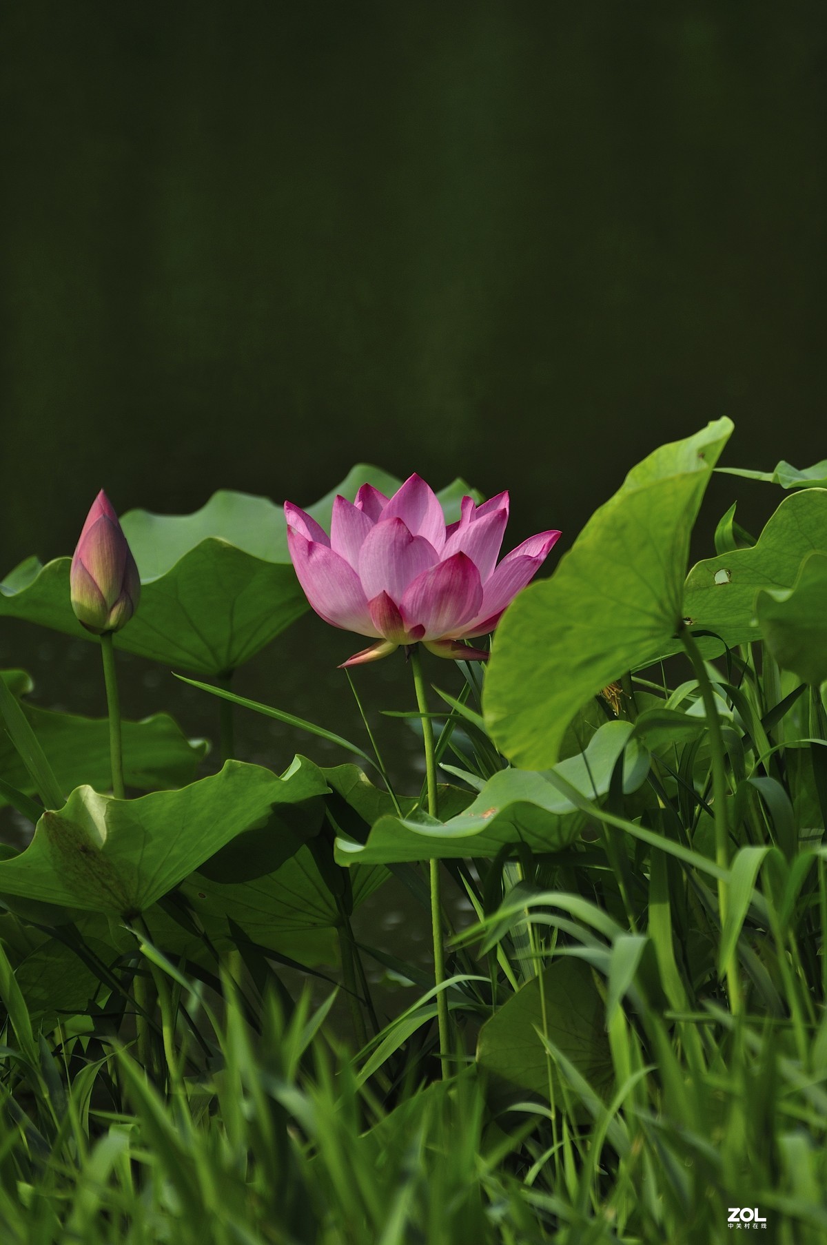 荷风送香气，竹露滴清响。