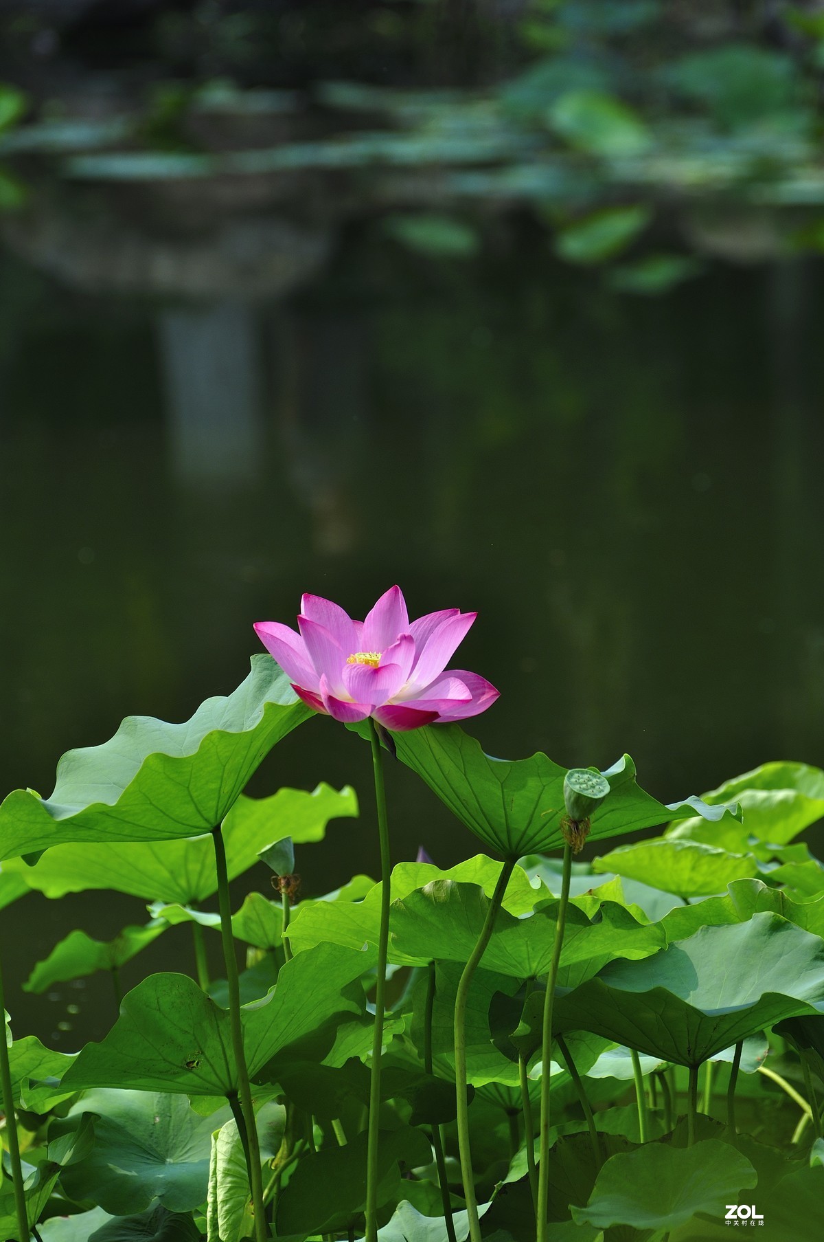荷风送香气，竹露滴清响。