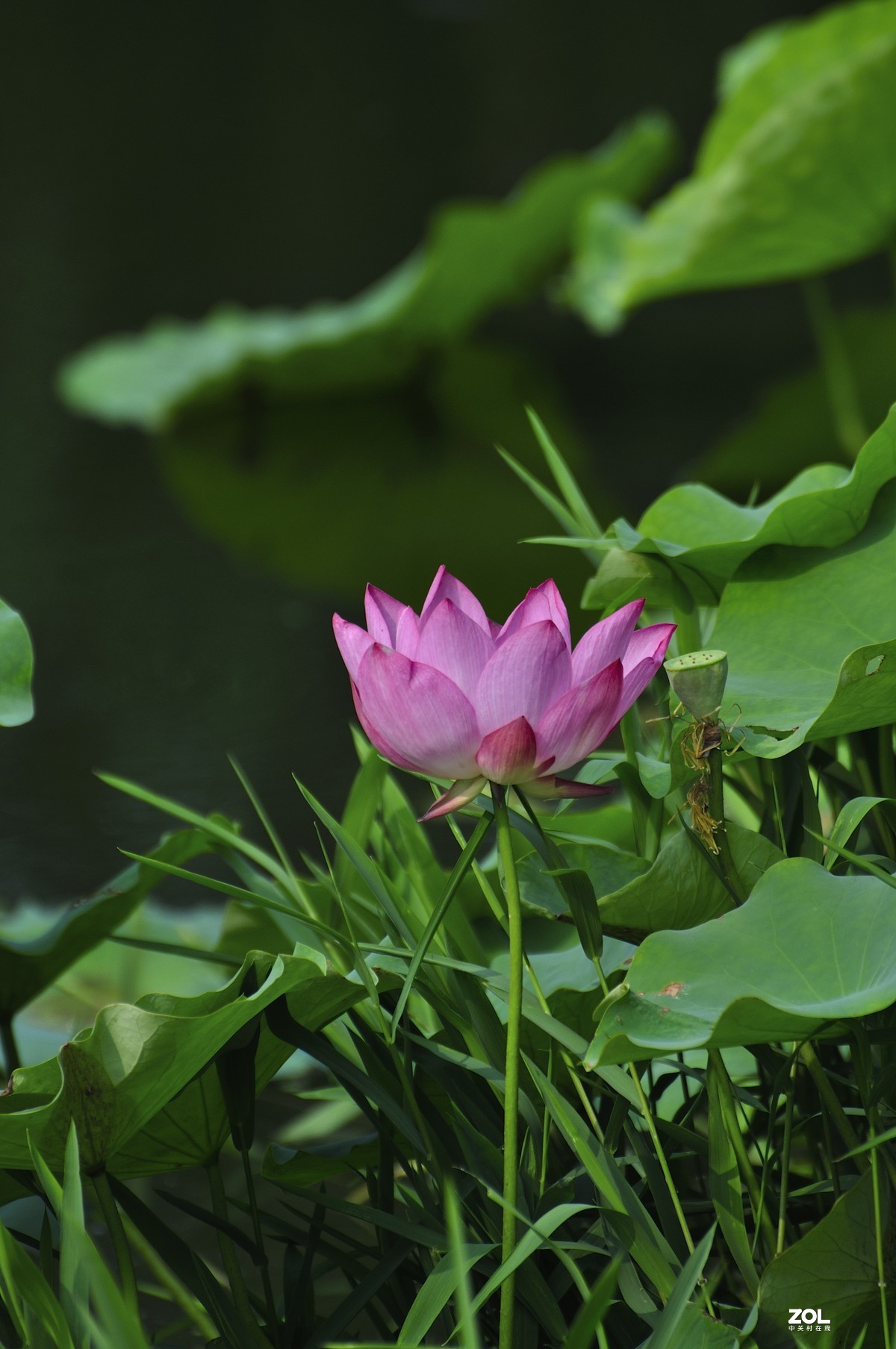 荷风送香气，竹露滴清响。