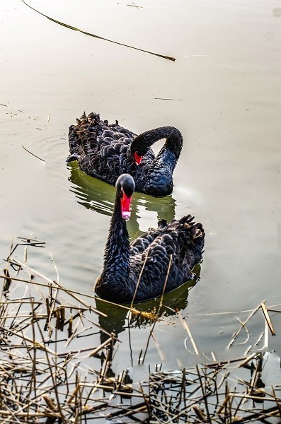 其乐融融一家子 黑天鹅