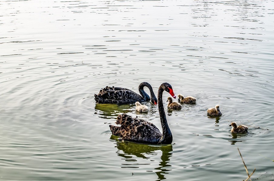 其乐融融一家子 黑天鹅