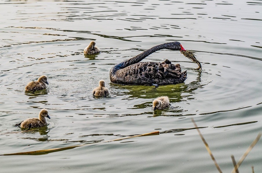其乐融融一家子 黑天鹅