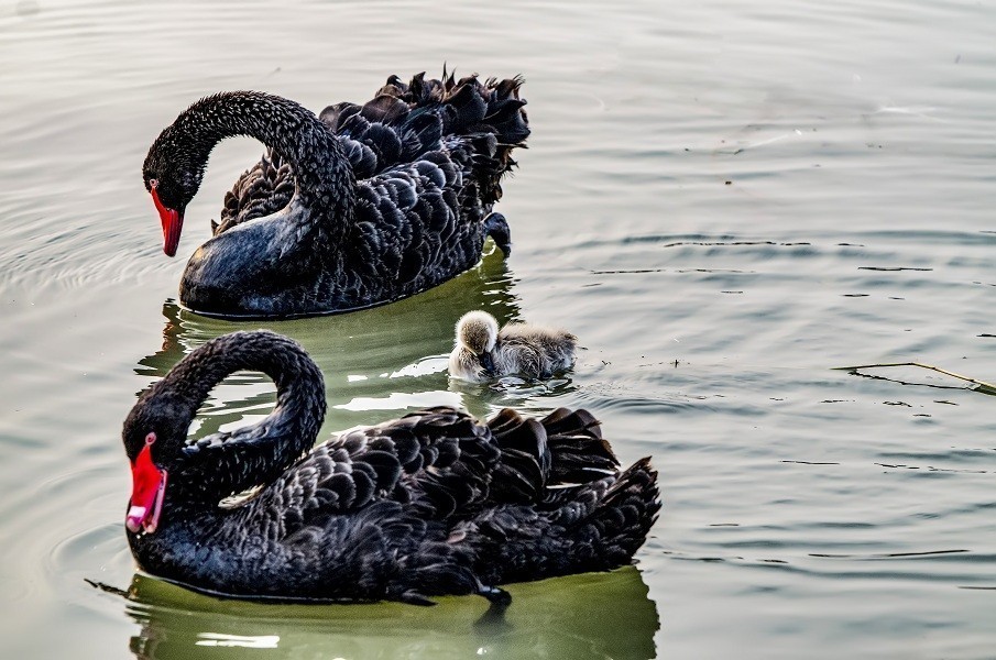 其乐融融一家子 黑天鹅
