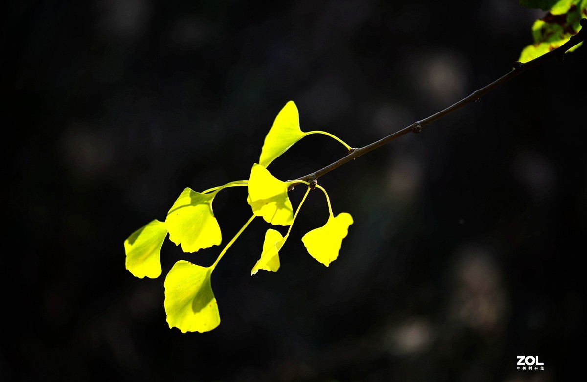 黄河岸边银杏黄