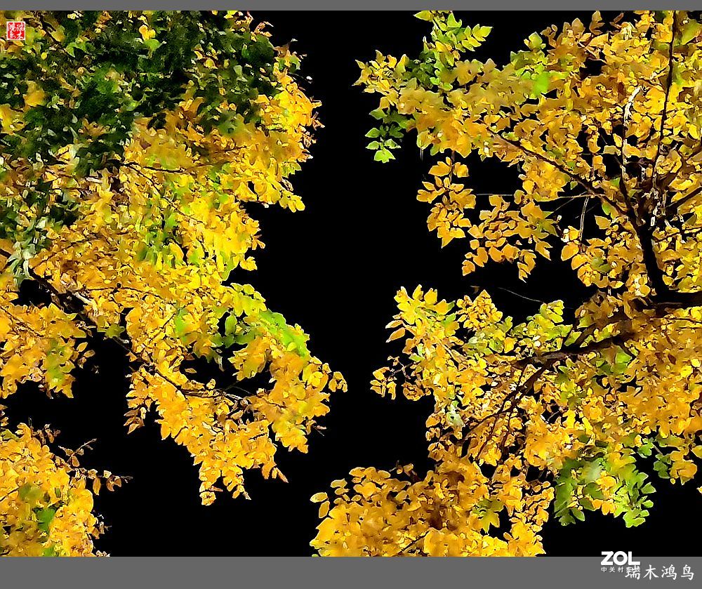 【寻秋记】秋夜  秋叶