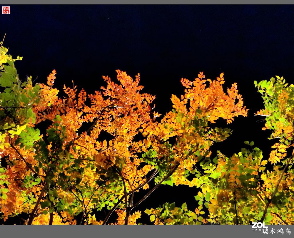 【寻秋记】秋夜  秋叶