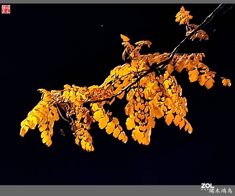 【寻秋记】秋夜  秋叶